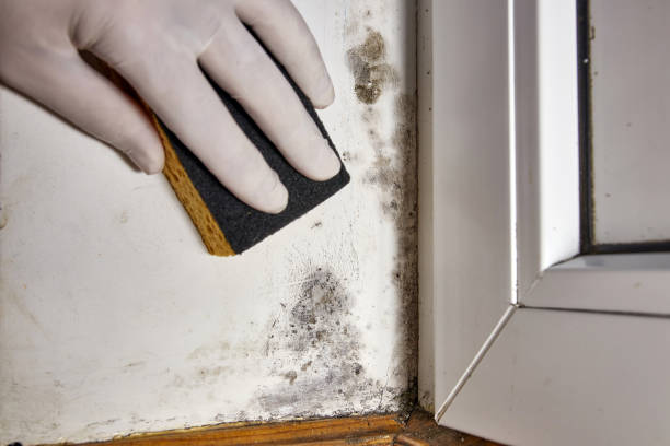 Best Commercial Mold Inspection  in Bangor Base, WA